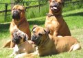 Бульмастиф (Ночная собака егеря) / Bullmastiff