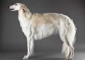 Русская псовая борзая / Borzoi (Russian Wolfhound)