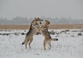 Чехословацкая волчья собака (Чехословацкий влчак) / Czechoslovakian Wolf Dog (Ceskoslovensky Vlsak)