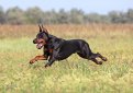 Доберман / Doberman (Doberman Pinscher)