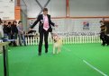 20.10.2012 Выставка собак. Flash Arena. РКД (Русский Кинологический Дом)