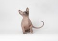 Бамбино / Bambino Cat Бамбино / Bambino Cat