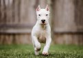 Аргентинский дог (Аргентинский мастиф, дого аргентино) / Dogo Argentino (Argentinian Mastiff)