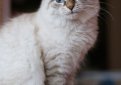 Невская маскарадная кошка (Сибирский колорпойнт) / Neva Vasquerade Cat