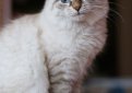 Невская маскарадная кошка (Сибирский колорпойнт) / Neva Vasquerade Cat Невская маскарадная кошка (Сибирский колорпойнт) / Neva Vasquerade Cat