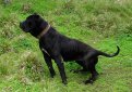 Канарская собака (Канарский дог, перро де преса канарио) / Perro de Presa Canario (Canary Dog, de Presa Canario, Dogo canario)