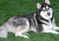 Аляскинский маламут / Alaskan Malamute