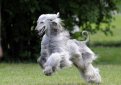 Афганская борзая / Afghan Hound (Ogar Afgan, Eastern Greyhound, Persian Greyhound, Tazi)