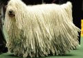 Комондор (Венгерская овчарка) / Komondor (Hungarian Komondor, Hungarian Sheepdog)