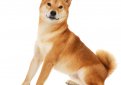 Шиба-ину (Сиба-ину, малая японская собака) / Shiba Inu (Japanese Shiba Inu, Japanese Small Size Dog, Shiba Ken)