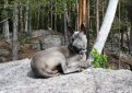 Тайский риджбек / Thai Ridgeback (Mah Thai)