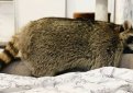 Известному еноту Теме из Кемерово наняли личного диетолога Известному еноту Теме из Кемерово наняли личного диетолога
