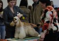 10.02.2013 Выставка собак. Московская Ярмарка Увлечений. ИМПЕРИЯ-февраль 2013