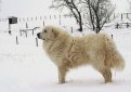 Пиренейская горная собака (Большая пиренейская собака) / Pyrenean Mountain Dog (Great Pyrenees)