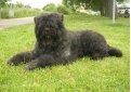 Бувье де фландр (Фландрский бувье, фландрская скотогонная  собака) / Bouvier Des Flandres