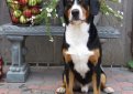 Энтлебухер зенненхунд (Энтлебухер) / Entlebucher Sennenhund (Entlebuch Mountain Dog, Entlebucher)