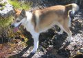 Лундехунд (Норвежская тупиковая лайка) / Norwegian Lundehund (Lundehund, Norwegian Puffin Dog)