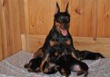 Карликовый пинчер (Цвергпинчер) / Zwergpinscher