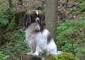 Фален (Континентальный той-спаниель) / Phalene (Epagneul Nain Continental Phalene, Continental Toy Spaniel)