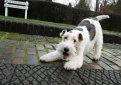 Жесткошерстный фокстерьер / Wire Fox Terrier (Wire-Haired Fox Terrier)