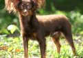 Русский той терьер (Московский той терьер) / Russian Toy Terrier (Moscovian Miniature Terrier)