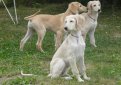 Салюки (Персидская борзая, газелья собака) / Saluki (Persian Greyhound)