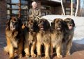 Леонбергер / Leonberger