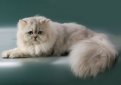 Шиншилла / Chinchilla Cat