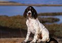 Английский пойнтер (Пойнтер) / English Pointer (Pointer)