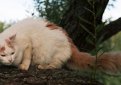 Турецкий ван / Turkish Van