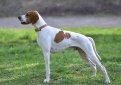 Английский пойнтер (Пойнтер) / English Pointer (Pointer)