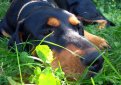 Венгерский бракк (Эрдели копо, трансильванская гончая) / Hungarian Hound (Erdelyi Kopo, Transylvanian Hound)