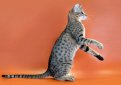 Оцикет / Ocicat Оцикет / Ocicat