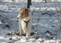 Жесткошерстный фокстерьер / Wire Fox Terrier (Wire-Haired Fox Terrier)