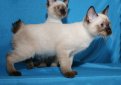 Той бобтейл / Toy Bobtail (Mini Mekong Bobtail, Mini Thai Bobtail)