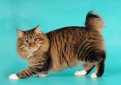 Американский бобтейл / American Bobtail