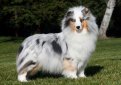 Шелти (Шетландская овчарка) / Shetland Sheepdog (Sheltie)