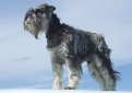 Миниатюрный шнауцер (Цвергшнауцер) / Zwergschnauzer (Miniature Schnauzer)