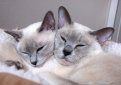 Тонкинез (Тонкинская кошка) / Tonkinese Cat