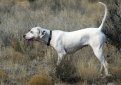 Английский пойнтер (Пойнтер) / English Pointer (Pointer)