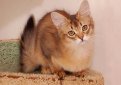 Сомали (Сомалийская кошка) / Somali Cat