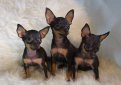 Русский той терьер (Московский той терьер) / Russian Toy Terrier (Moscovian Miniature Terrier)