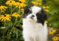 Японский хин / Japanese Chin (Japanese Spaniel)