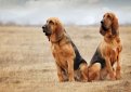 Бладхаунд (Собака Св. Губерта) / Bloodhound (Chien de Saint-Hubert, St. Hubert Hound, Sleuth Hound)