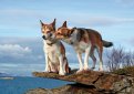 Лундехунд (Норвежская тупиковая лайка) / Norwegian Lundehund (Lundehund, Norwegian Puffin Dog)