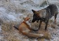 Норвежский фотограф напишет книгу о дружбе собаки и лиса