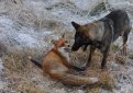 Норвежский фотограф напишет книгу о дружбе собаки и лиса