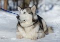 Маламут (Аляскинский маламут) / Alaskan Malamute