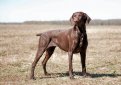 Курцхаар (Немецкий пойнтер, немецкая короткошерстная легавая) / Kurzhaar (German Shorthaired Pointer, Deutscher Kurzhaariger Vorstehhund)