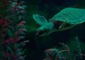 Двухкоготная черепаха (Свинорылая, свиноносая) / Carettochelys Insculpta (Fly River, Pig-Nosed, Pig-Nose)